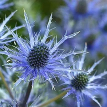Eryngium Big Blue - Kék Iringó Cs14