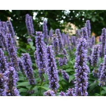 Agastache Blue Fortune - kékes izsópfű CS14