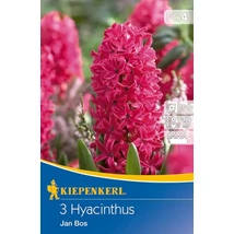 Kiepenkerl Hyacinthus Jan Bos jácinthagymák 3db