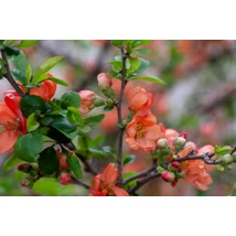 Chaenomeles japonica ‘Cido’ – Japánbirs (gyümölcstermő díszcserje) K4,5 20/40