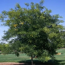 Sophora japonica multitrunk- Japánakác CLT 130 H 250/300