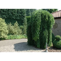 Sophora japonica Pendula / Csüngő japánakác K20/25 8/10 T200/220