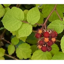 Rubus phoenicolasius Japán szeder K2 40/50