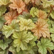 Heuchera Topaz Jazz - Tűzeső Cs14