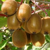 Actinidia deliciosa 'Jenny' - Öntermékeny nagy termésű kivi 50/60 K2