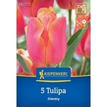 Kiepenkerl Tulipa Jimmy Triumph tulipánhagymák  5db