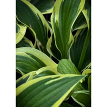 Hosta 'Queen Josephine' – Árnyékliliom Cs14
