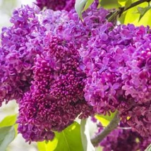 Syringa vulgaris 'Charles Joly' - Telt, sötétlila orgona K5L 40/60
