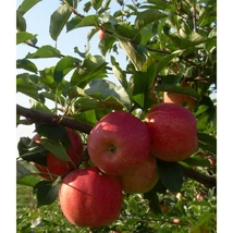 Gyümölcsfa Jonathán alma K9/10 150/200