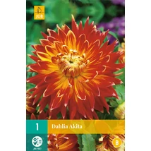 Jub Holland Dália gumó Akita 1-db