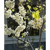 Cercis chinensis Shirobana – Júdásfa CLT15 100/150
