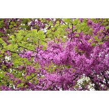 Cercis siliquastrum – Közönséges júdásfa K80 TT 175 