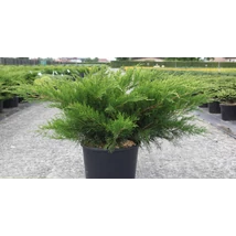 Juniperus x media 'Mint Julep' - Zöld terülő boróka 80/100 FL