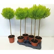  Cupressus macrocarpa 'Goldcrest' K2