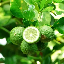 Citrus hystrix Kaffir Lime alacsony törzsön 50/60 cm