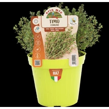 Fűszernövény Prémium palánta Kakukkfű BIG EXTRA D25