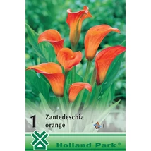Kála Zantedeschia Orange