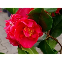 Camelia japonica Dr King K20 Törzses