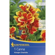 Kiepenkerl Canna törpe Queen Charlotte 1db/cs