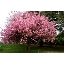 Prunus serrulata 'Kansan' - Rózsaszín virágú japán díszcseresznye K25 8/10