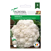Agrosel Moldovita F1 Karfiol 100szem