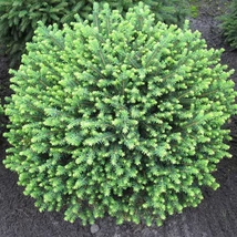 Picea omorika ‘Karel’ – Törpe gömb szerb lucfenyő K2 15/20