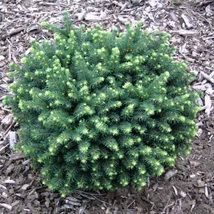 Picea omorika ‘Karel’ – Törpe gömb szerb lucfenyő K3,5 20/30