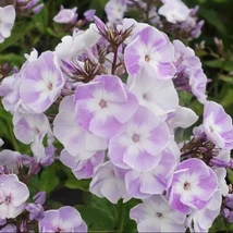 Phlox paniculata 'Katherine' - Bugás lángvirág Cs17