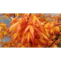 Acer palmatum ‘Katsura’ – Sárgás-narancs lombú japán juhar K20 125/150