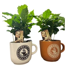 Coffea arabica Deco 12CS - Kávécserje Kaspóban