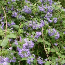 Caryopteris incana 'Cary' – Sötétkék virágú kínai kékszakáll K 3L 40/60