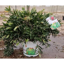 Callistemon citrinus esplendens - Citromillatú kefevirág P3,4 bokor 50/60