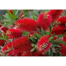 Callistemon citrinus esplendens - Citromillatú kefevirág bokor