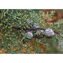 Cupressus arizonica  – Kék arizóniai ciprus 225+