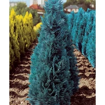 Chamaecyparis lawsoniana 'Ellwoodii' - Oszlopos oregoni hamisciprus K25 100 