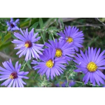 Aster oblongifolius October Skies - Őszirózsa