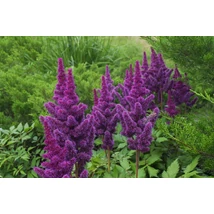 Astilbe - Tollbuga Black Pearls CS2L