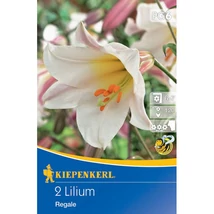 Kiepenkerl Királyliliom Regale 2db Kiepenkerl Királyliliom Regale 2db