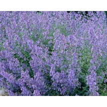 Nepeta x faassenii Walker's Low - Kerti macskamenta CS9