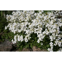 Arabis caucasica Little Tr. White - Kaukázusi ikravirág fehér Cs9