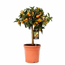 Kumquat - törpemandarin alacsony törzsön K15 45/50