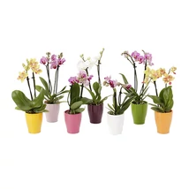 Orchidea 3 szálas kaspóval
