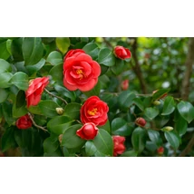Camelia japonica K15L 45cm