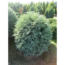 Chamaecyparis lawsoniana 'Silver Globus' - Kék gömb oregoni hamisciprus K25 60/80