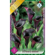 Kála Zantedeschia Fekete 1db/cs
