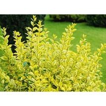 Ligustrum ovalifolium 'Aureomarginatum' Tarka levelű fagyal K2 20/30