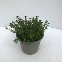 Fűszernövény - Kakukkfű Cs14