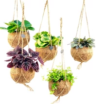 Kokedama Green Collection – Japán kókuszgolyós növénykollekció készlet szerint 1db növény P15 25cm