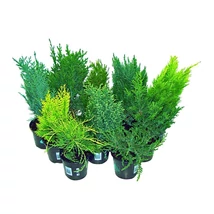 Coniferen gem. - törpe örökzöld mix