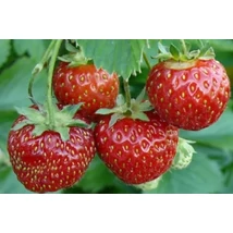 Eper folytontermő Cs10,5